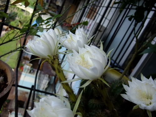 昙花，为何总在仙人球上绽放