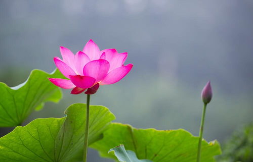 荷花与朱槿：抗涝典范的美丽搭档