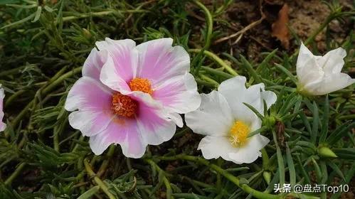 世界上有哪些花？盘点那些既好看又好养的花种