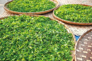 阳春三月独韵号茶叶价格行情：揭秘一斤好茶的价值所在