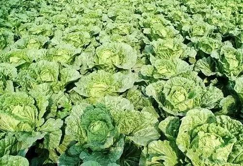 萝卜白菜必不可少