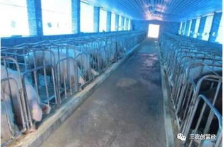 规模化养猪场全面应用三化养殖新科技