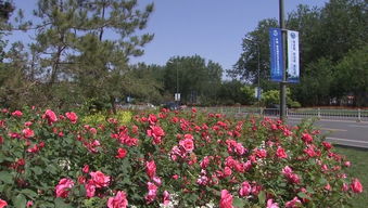 月季之城，廊坊之爱