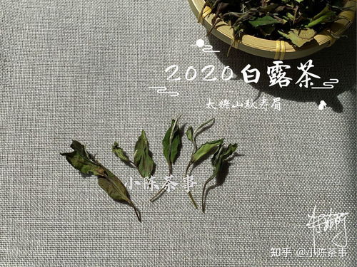如何分株山马茶？简述分株技巧