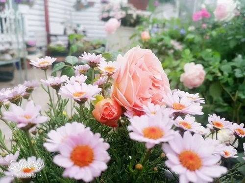 花盆里的秘密：大盆套小盆