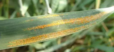 秆锈病的病原体