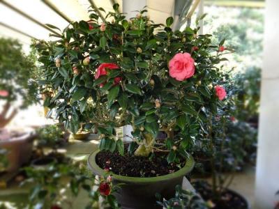 北方冬季茶花如何施肥？施什么肥料最合适