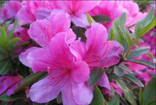 如何根据杜鹃花的生长习性，科学合理地培植和养护