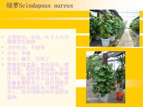 第一章：藤本植物的基本认识