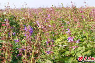 种丹参前的小秘密