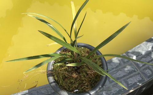 浇水要讲究，不要太多也不要太少