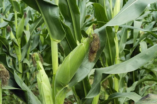 玉米喷除草剂，多高喷施效果Zui佳？