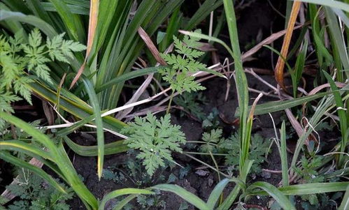答: 地肤草作为一种一年生植物， 其生长周期大约为一整个生长季，也就是从春季播种到秋季结束，通常历时约6个月至8个月。
