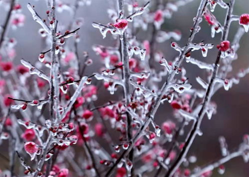 冬日里的园艺乐趣