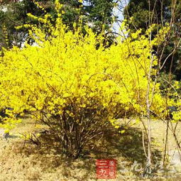 连翘：这个植物的“秘密武器”