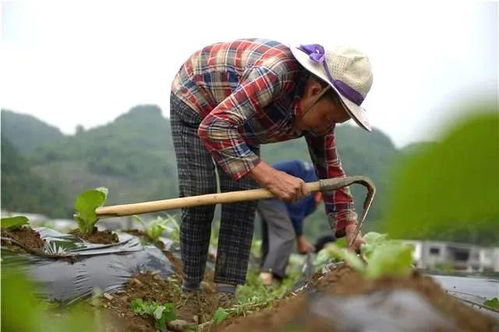 百里杜鹃戛木管理区的月季管护忙，农户增收效果如何？