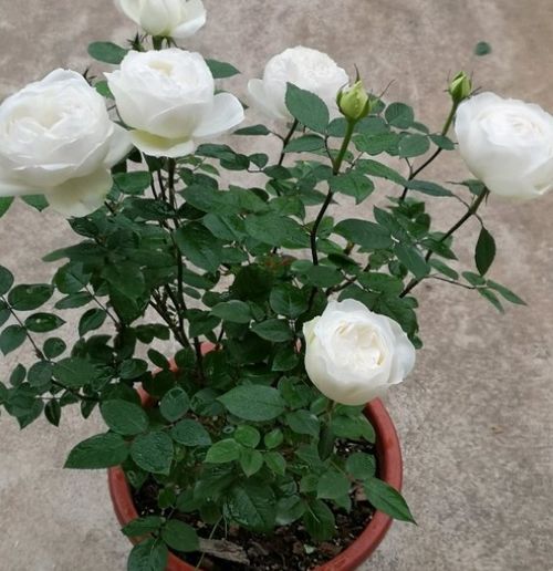 月季花，天然的防护伞