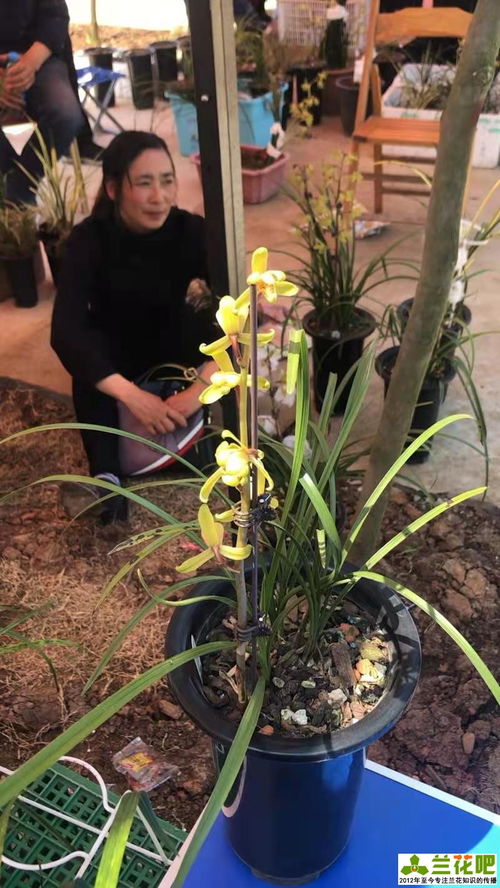 兰花冬天晒太阳和冬季养护方法有哪些