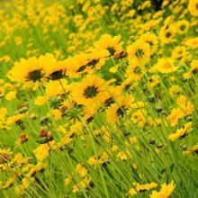 金鸡菊，耐旱耐贫