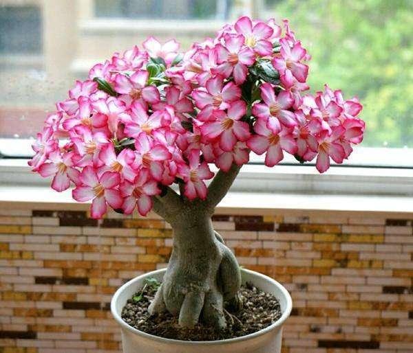 盆栽虫害的解决方案