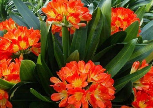 君子兰施肥，讲究温差