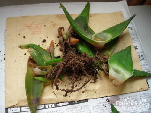 高效芦荟养殖技巧：打造绿色健康园艺生活