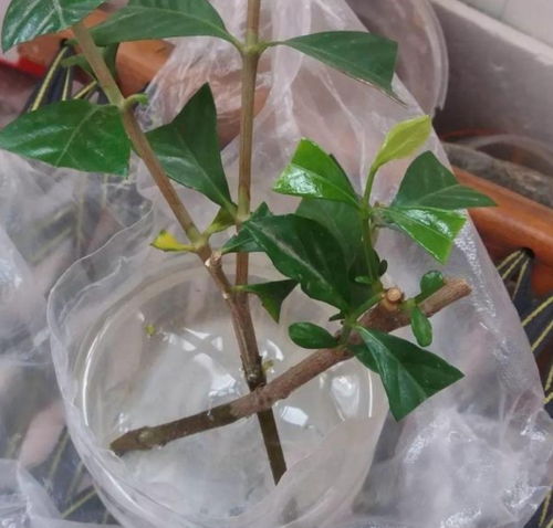 月季水插，生根有妙招