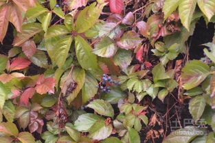 五叶地锦：一种常见的草本植物