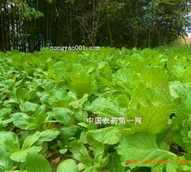 农药过期，还Neng不Neng防治病虫害？揭秘农药使用之谜