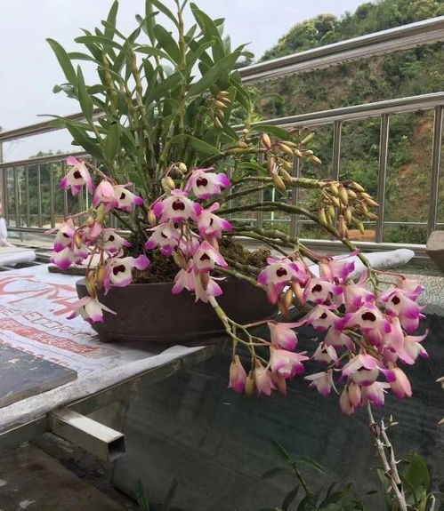 陶粒的秘密，你懂吗？