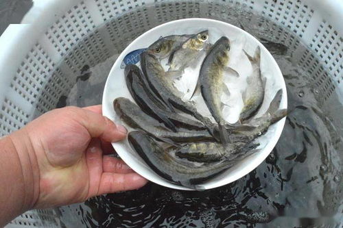 大中型水库鲢鳙鱼种放养密度，指水库中鲢鳙鱼种投放数量与水库面积之比