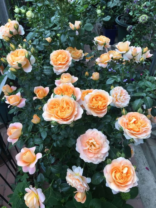 2. 花型优美：花瓣多为重瓣，花型饱满圆润，如同精美的艺术品。