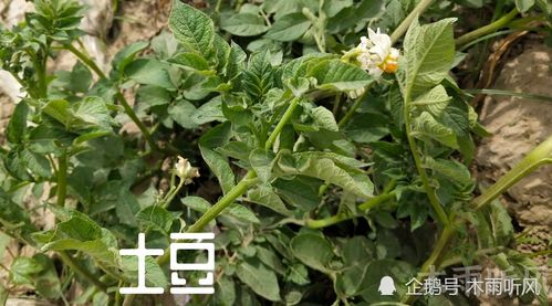 春季土豆种植，掌握七大秘诀
