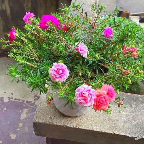 冬日暖阳，香气四溢