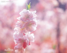 浇水有讲究：水是生命之源，但也要适量