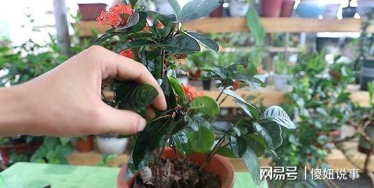 养花必看！花卉病虫害防治攻略，轻松应对！