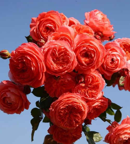 月季之美：为何中国月季在品质和品种上不敌欧月和日本月季？