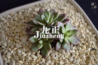 多肉植物土壤杀菌剂的简易制备方法