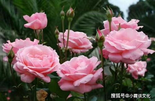 蓝紫色的诱惑：那些让人无法抗拒的月季品种