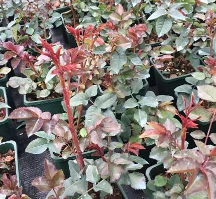 早春花园的白色之韵：如何挑选耐寒白花品种？