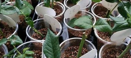 杀菌剂使用注意事项