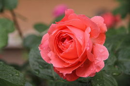 月季花语中，红色月季代表热情