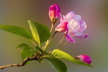 第一步：冷处理，让种子活力满满