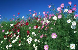 矮杆波斯菊：花语中的深情与艺术表达