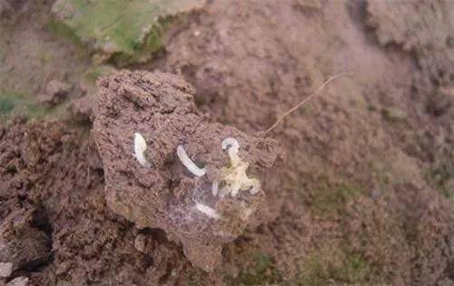 害虫，害虫，真是害人不浅