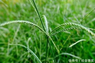 不翻地种草，真嫩高产？老农亲测3大懒人草，省下3500元/亩的秘诀靠谱吗？