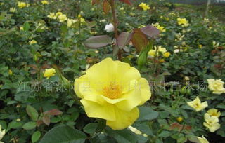 月季树的价格与供应