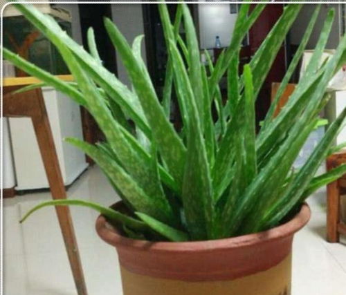 芦荟新芽如何挪盆？栽种技巧有哪些