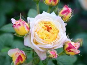 月季不开花或开花少的烦恼，原来是这些原因在作怪！