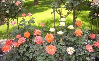 第四步：春季首肥，补足营养